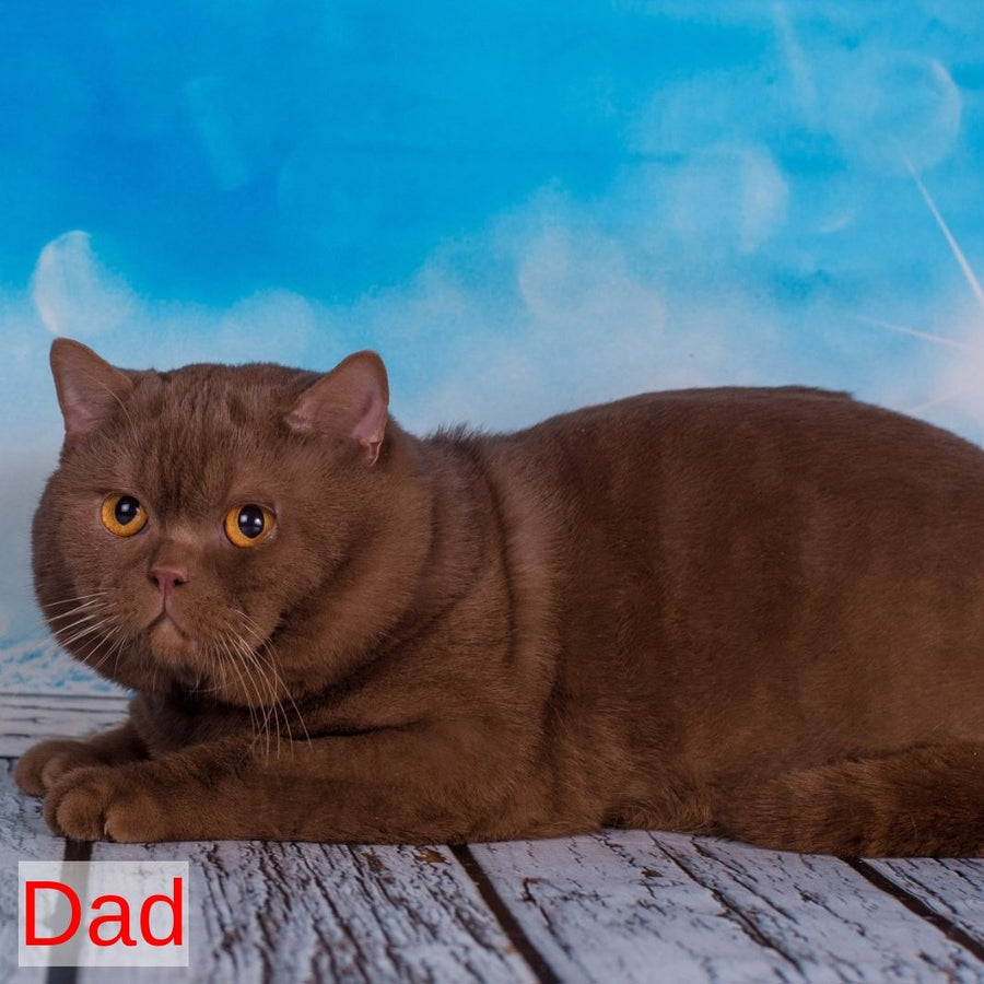 Like British Shorthair male, lilac