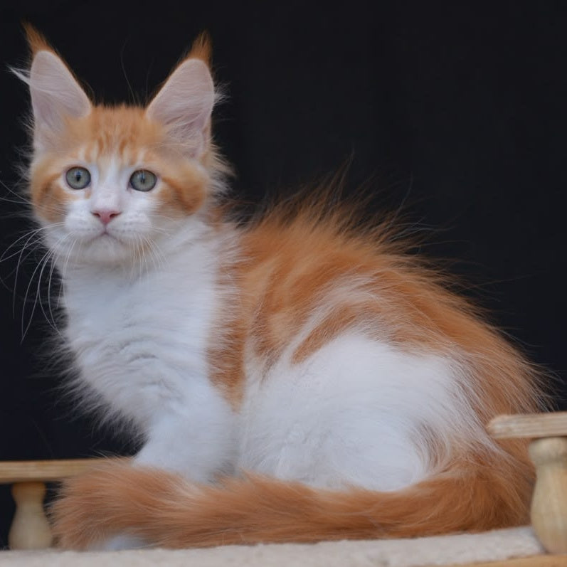 Zephyr Maine Coon male, red bicolour tabby