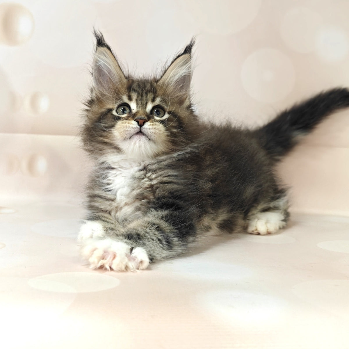Business Maine Coon female, black tabby with white