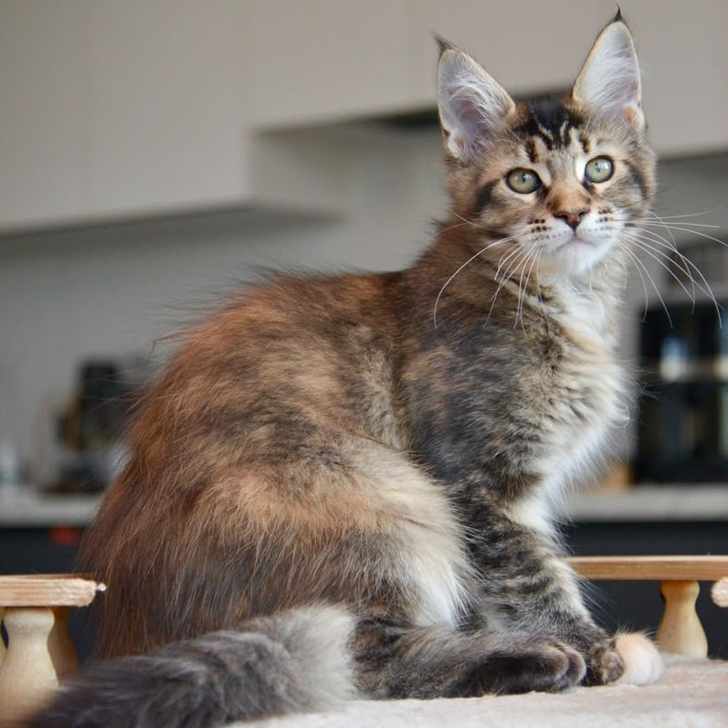 Yuna Maine Coon female, black tabby