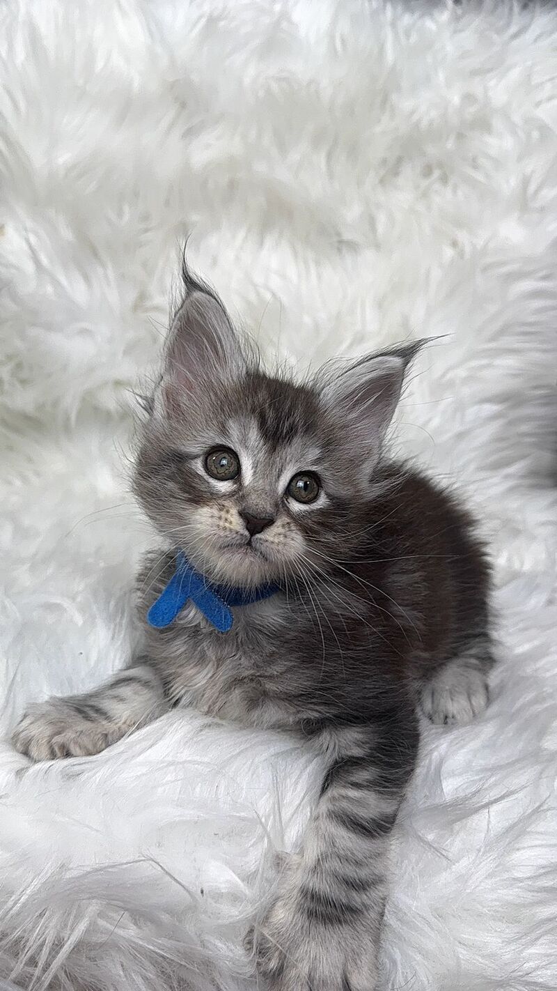 Caleb Maine Coon male black silver tabby with white - live animals