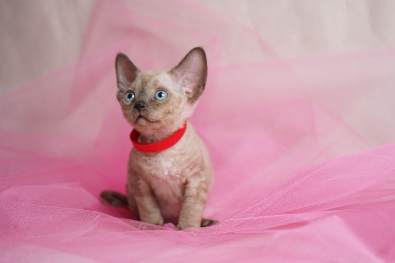 Naila Devon Rex female chocolate pointed - live animals
