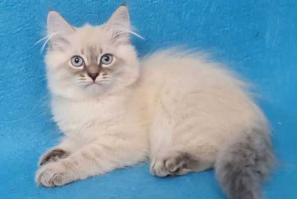 Angel Siberian male blue tabby pointed - live animals