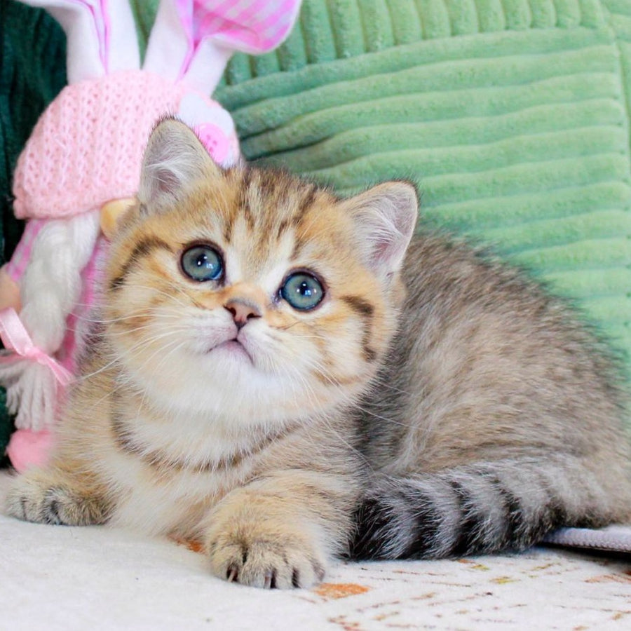 Kiara Munchkin female, chocolate golden spotted tabby
