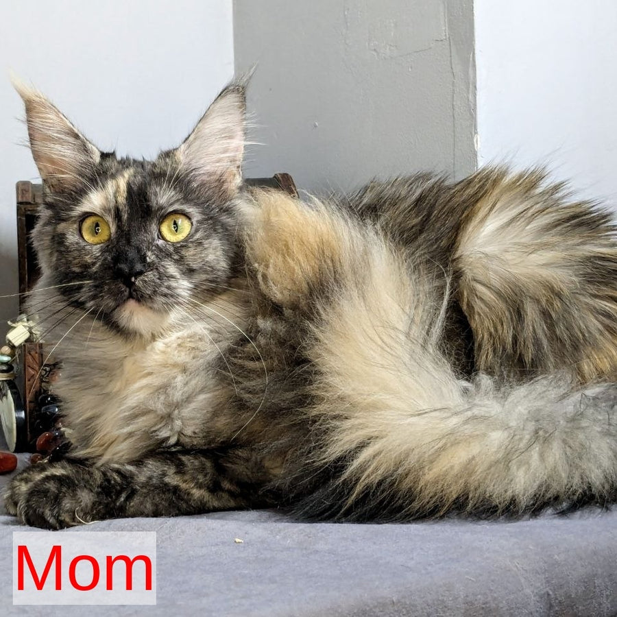 Wizard Maine Coon male, black