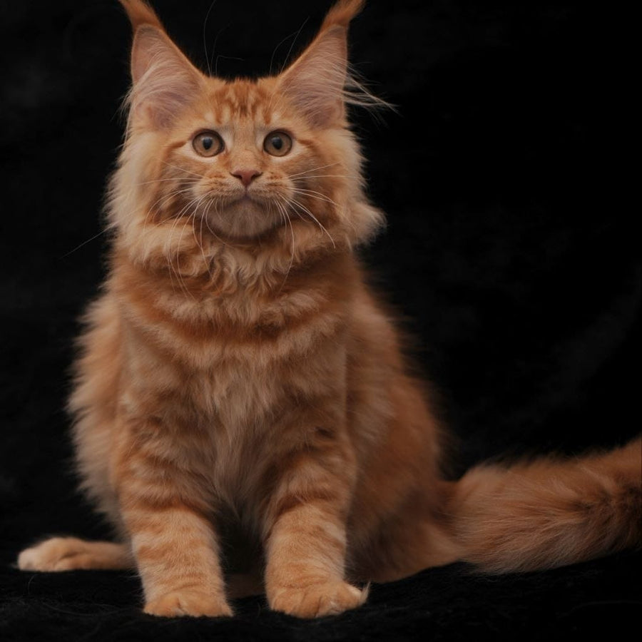 Riana Maine Coon female, red