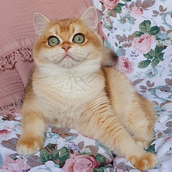 Wasilisa British Shorthair female, black golden chinchilla