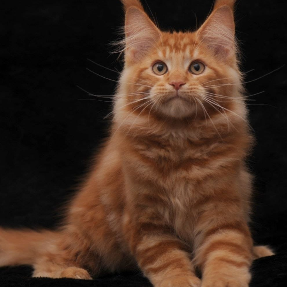 Rony Maine Coon male, red