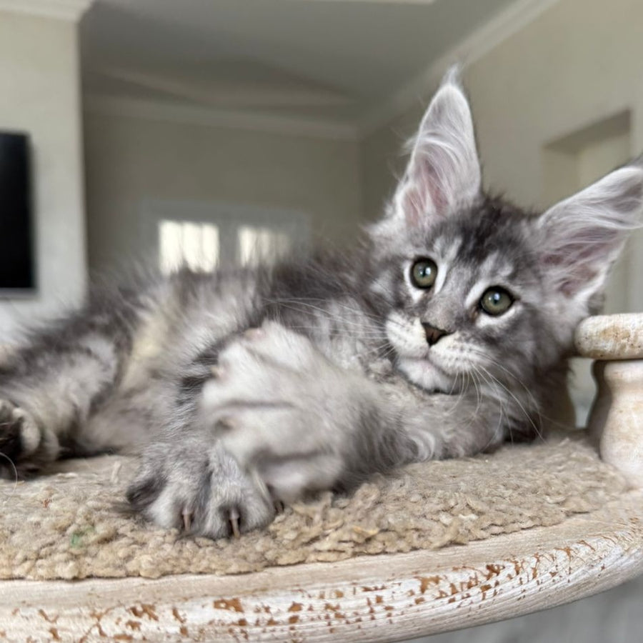 Jackpot Maine Coon male, black silver ticked tabby