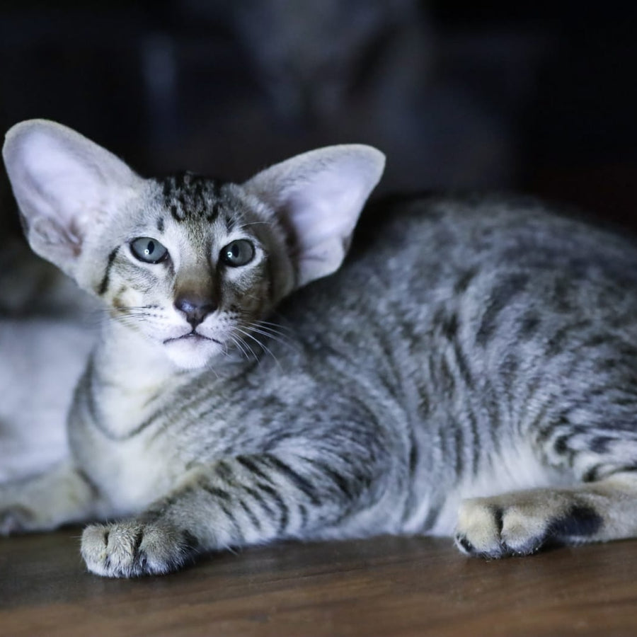 Perseus Oriental Shorthair male, black spotted tabby