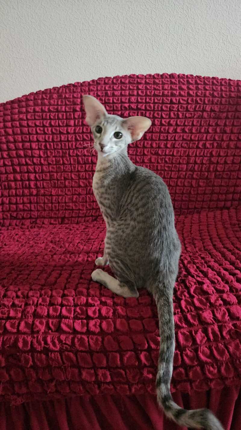 Richard Oriental Shorthair male blue spotted tabby - live animals