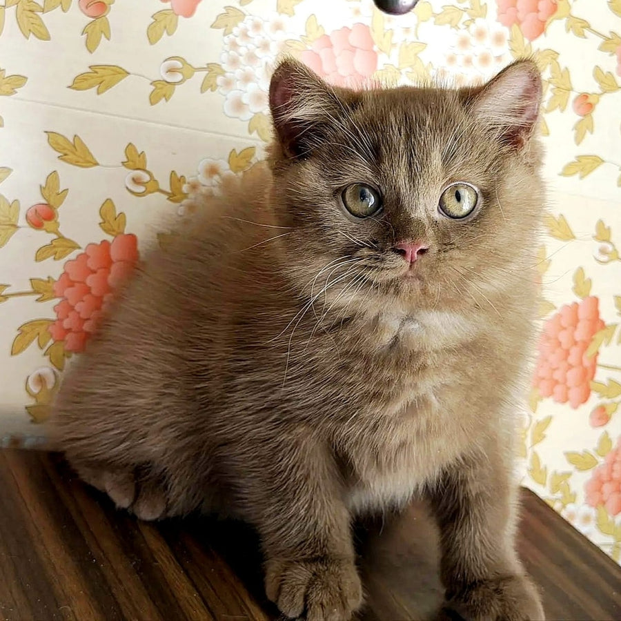 Elly British Shorthair female, cinnamon