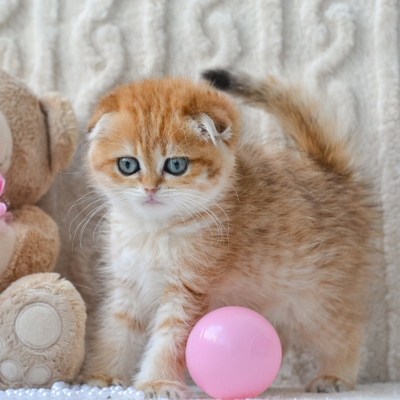 Iris Scottish Fold female, black golden spotted tabby