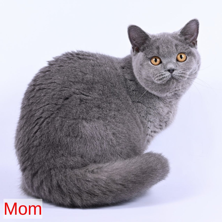 Enigma British Shorthair female, lilac