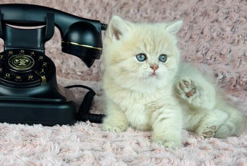 Beautiful Anita British Shorthair female lilac golden spotted tabby - live animals