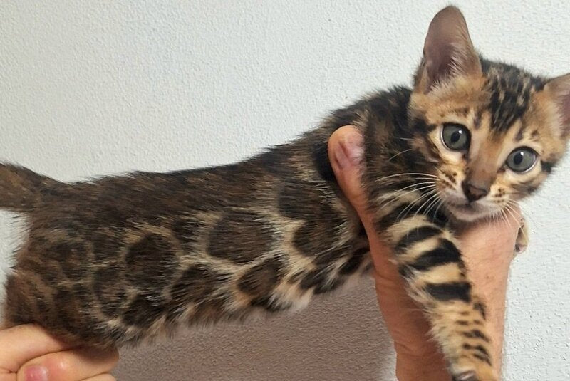 Goldy Bengal female, black spotted tabby
