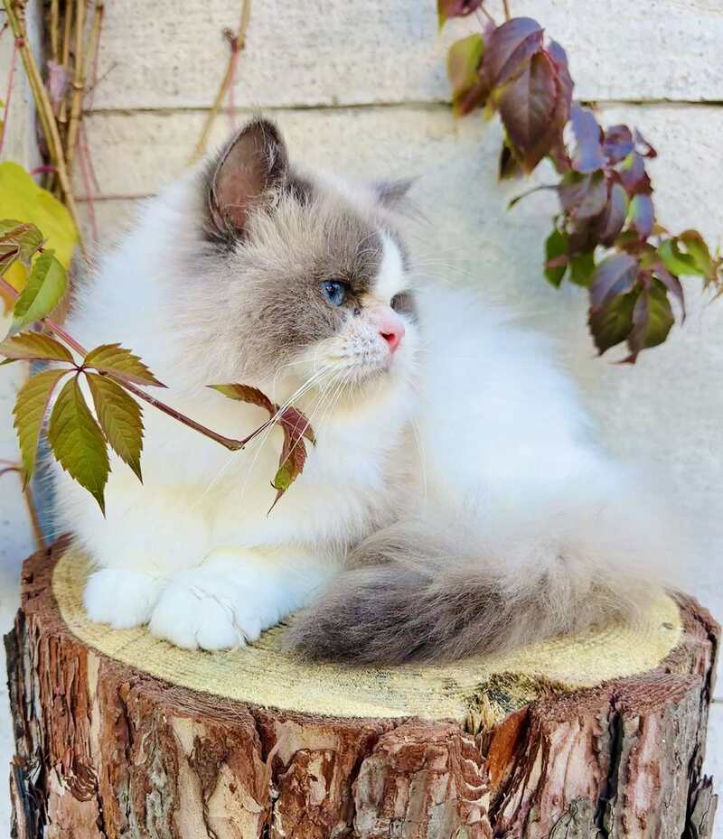 Velor Ragdoll male, blue bicolour