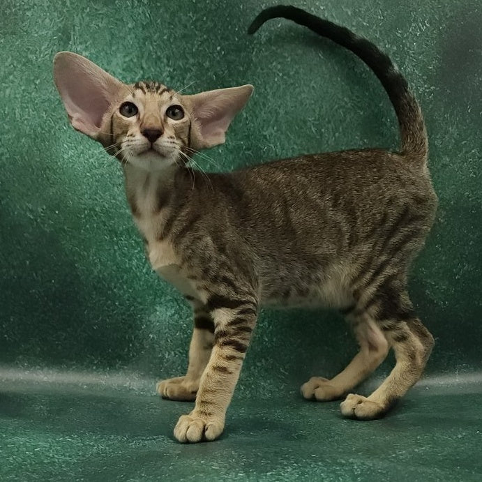 Azrael Oriental Shorthair male, black tabby