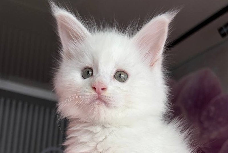 White Angel Maine Coon male white - live animals