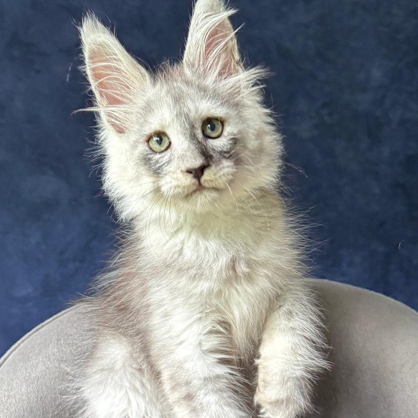 Yankee Maine Coon male, black silver