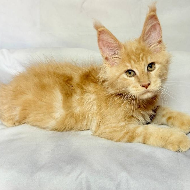 Lazarus Maine Coon polydactyl 6x6x6x6 male, cream silver tabby