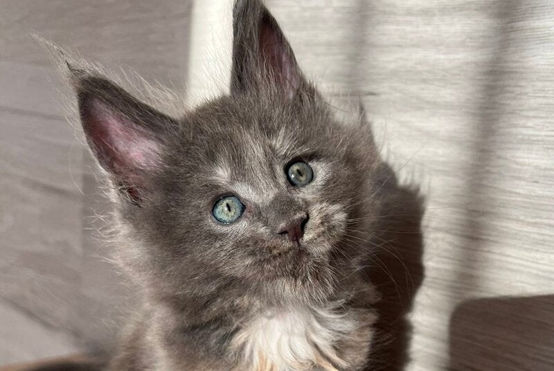 Patrik Maine Coon female, blue tortie