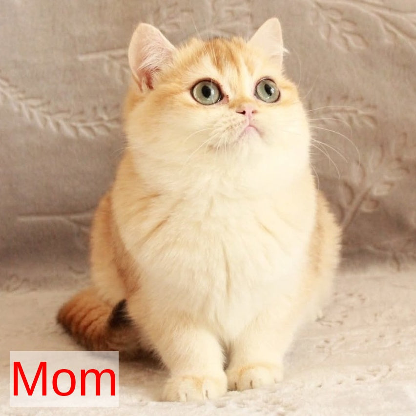Kaiser British Longhair male, blue golden chinchilla