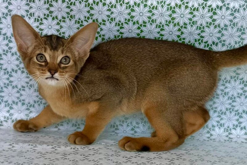 Elka Abyssinian female ruddy - live animals