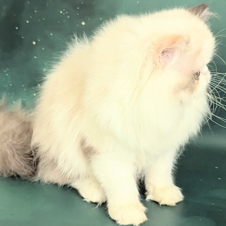 Nelli Persian female, blue tortie pointed bicolour