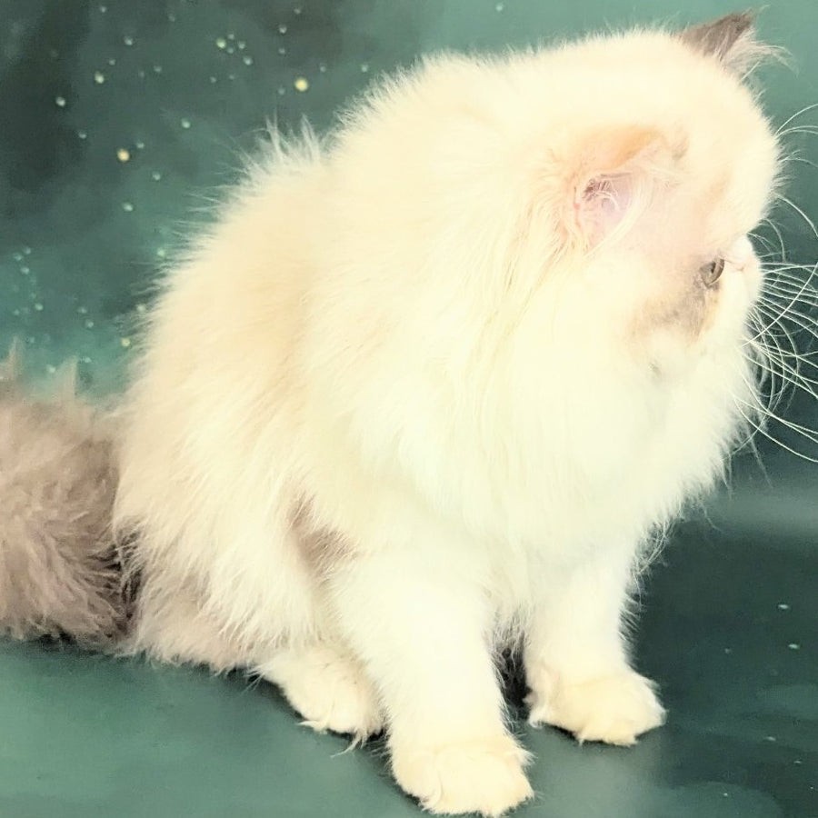 Nelli Persian female, blue tortie pointed bicolour