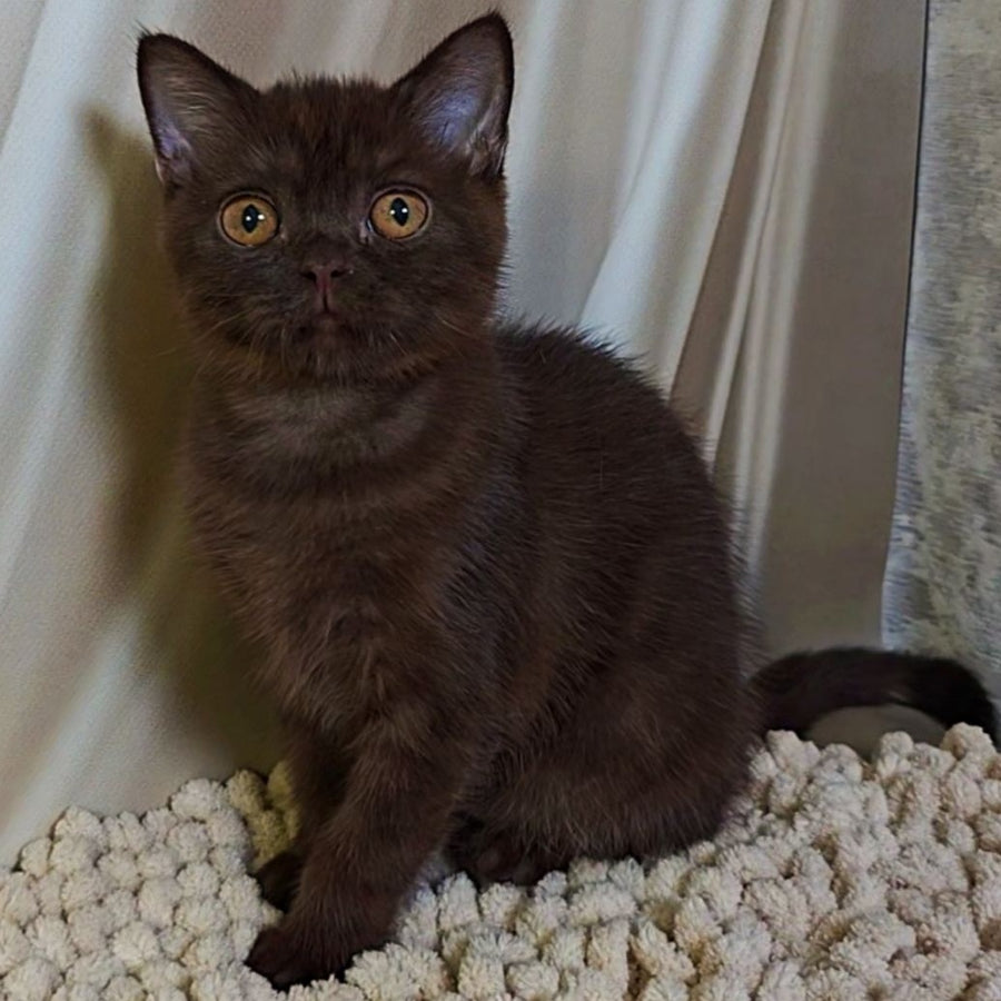 Jasper Scottish Fold male, chocolate