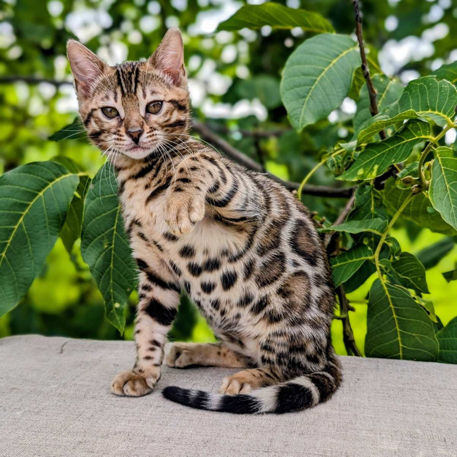 Zara Bengal female, black spotted tabby