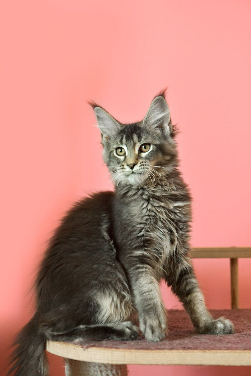 Zelda Maine Coon female, black ticked tabby