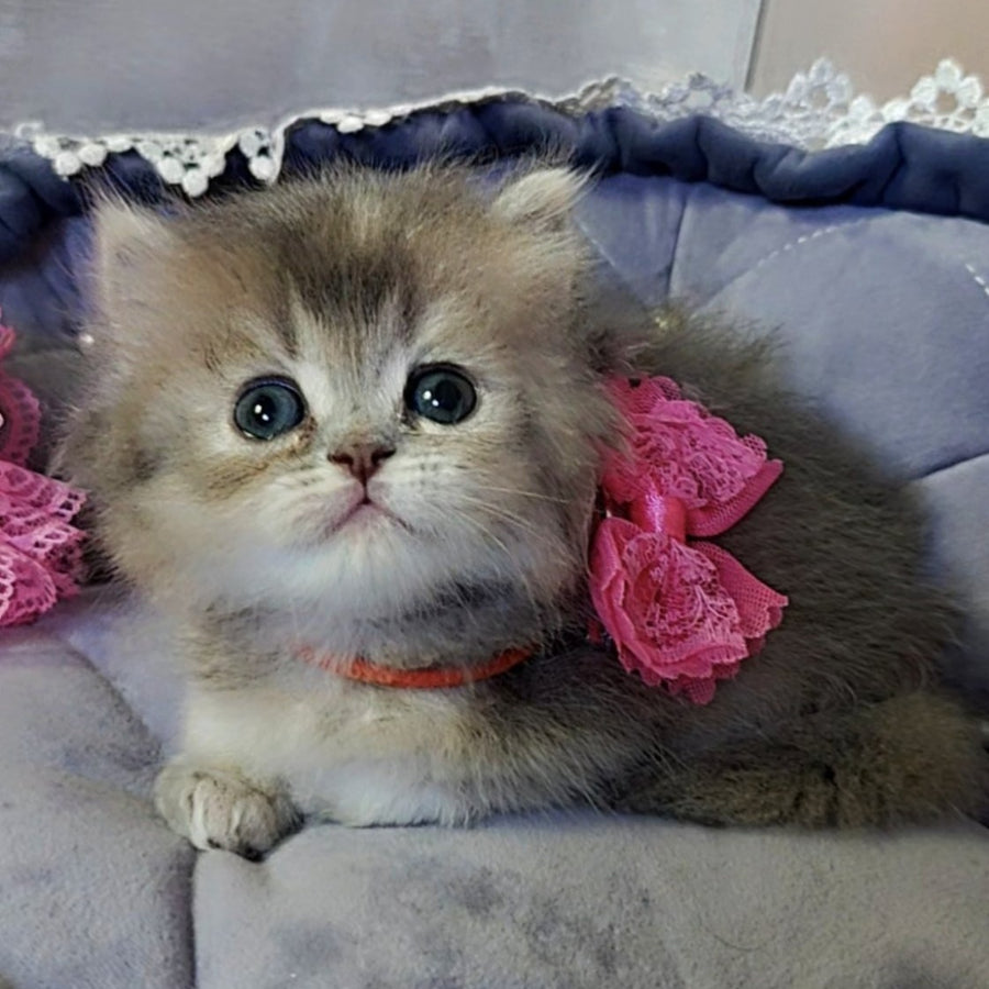 Tina British Longhair female, blue tortie