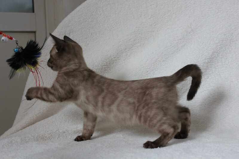 Nutella Bengal female, black pointed