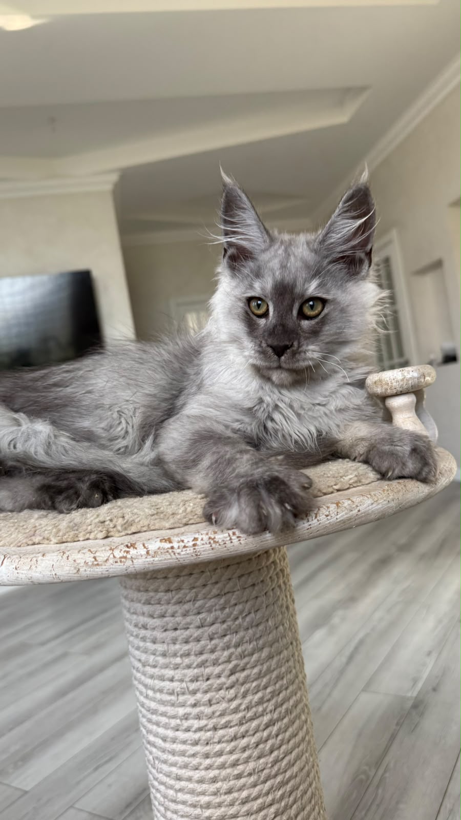 Pirat Maine Coon male, black silver