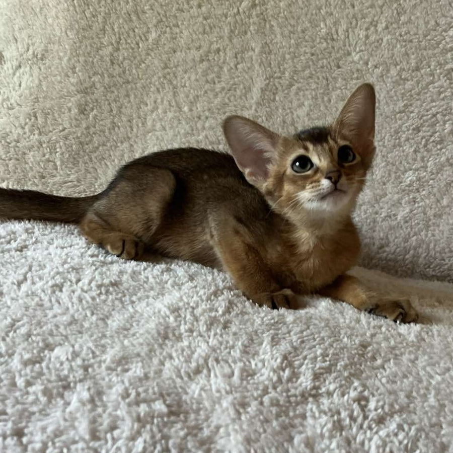 Flora Abyssinian female, black