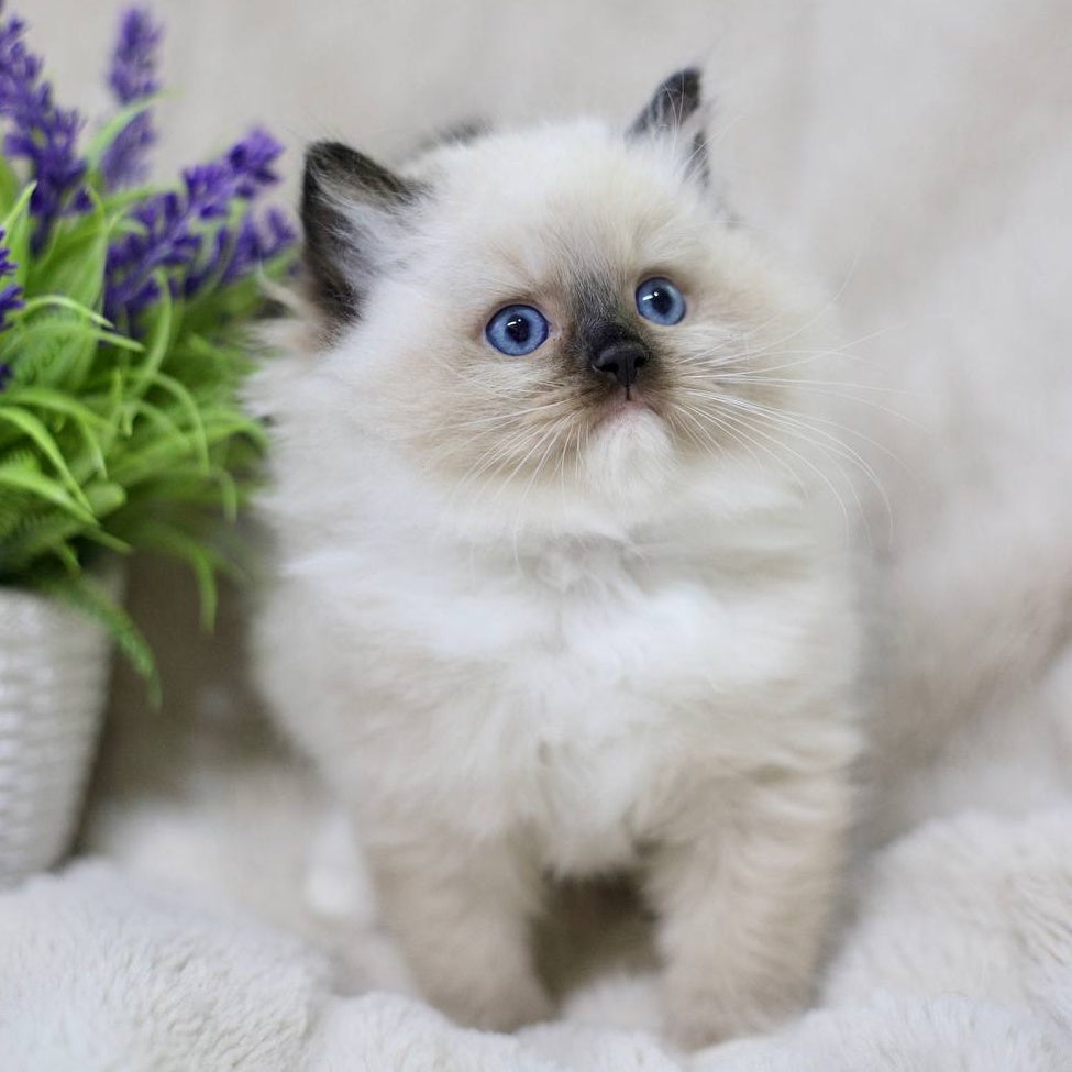 Kingston Ragdoll male, black mitted