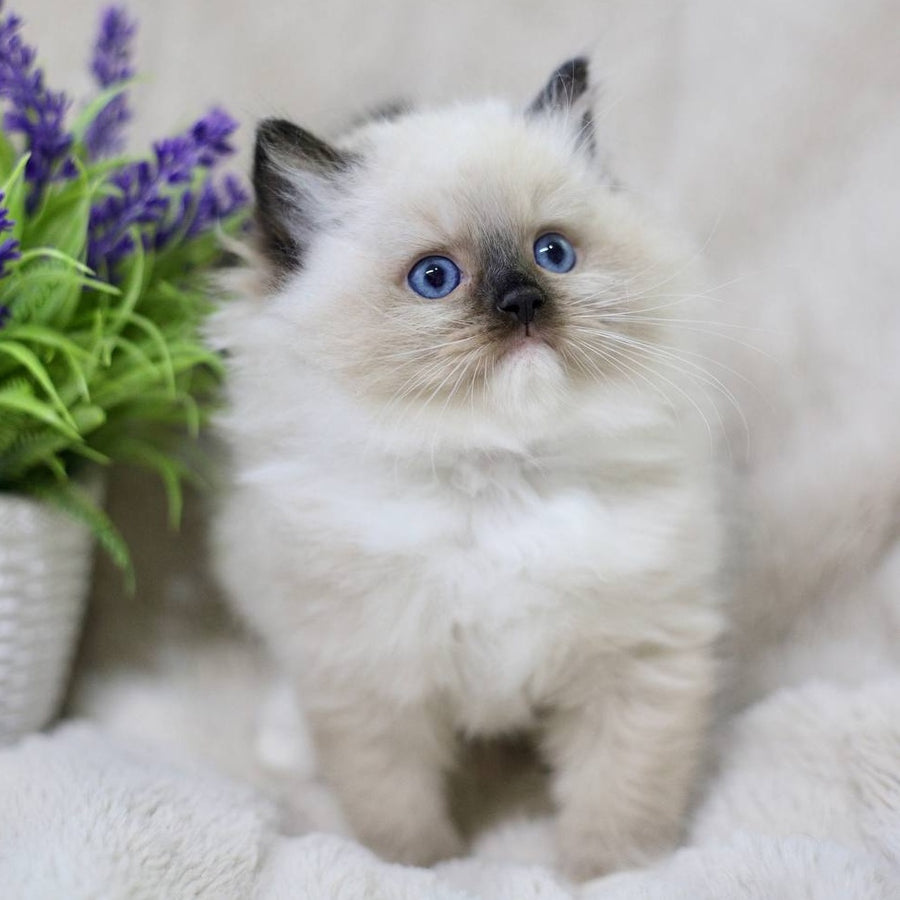 Kingston Ragdoll male, black mitted