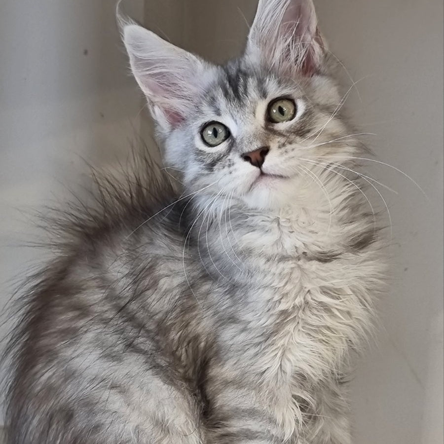 Elit Maine Coon male, black silver spotted tabby