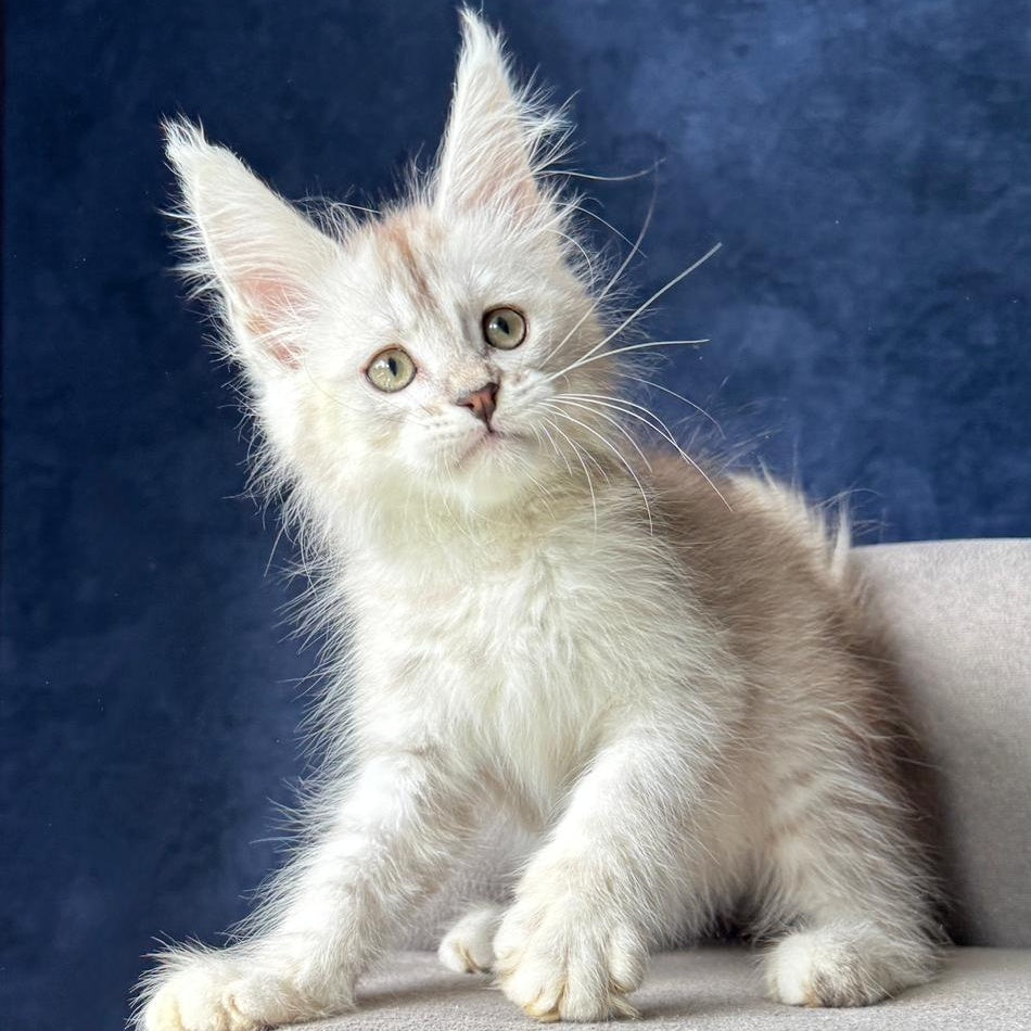 Wabach Maine Coon male, black silver spotted tabby