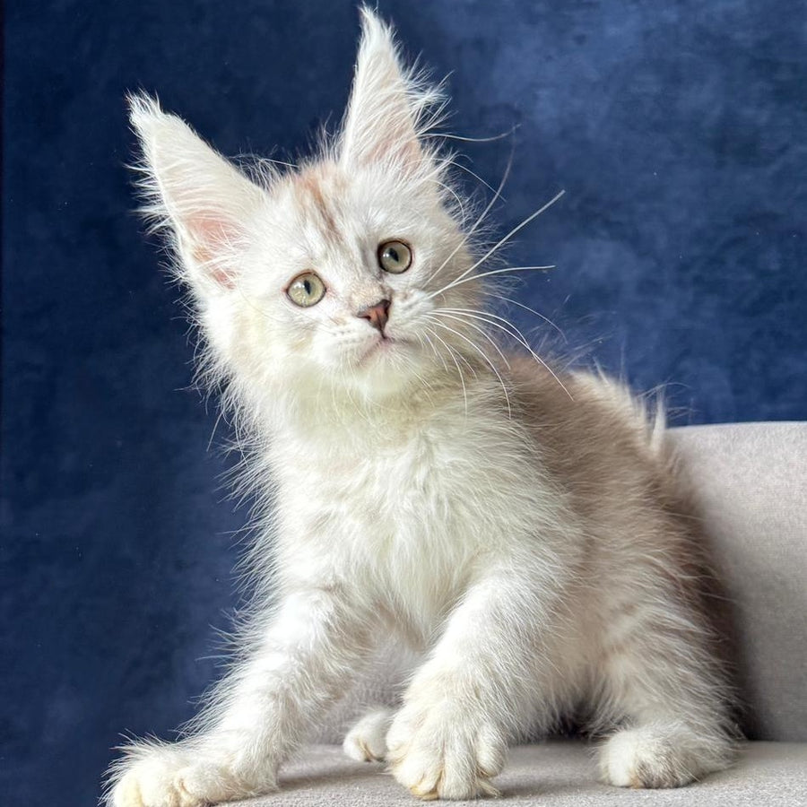 Wabach Maine Coon male, black silver spotted tabby