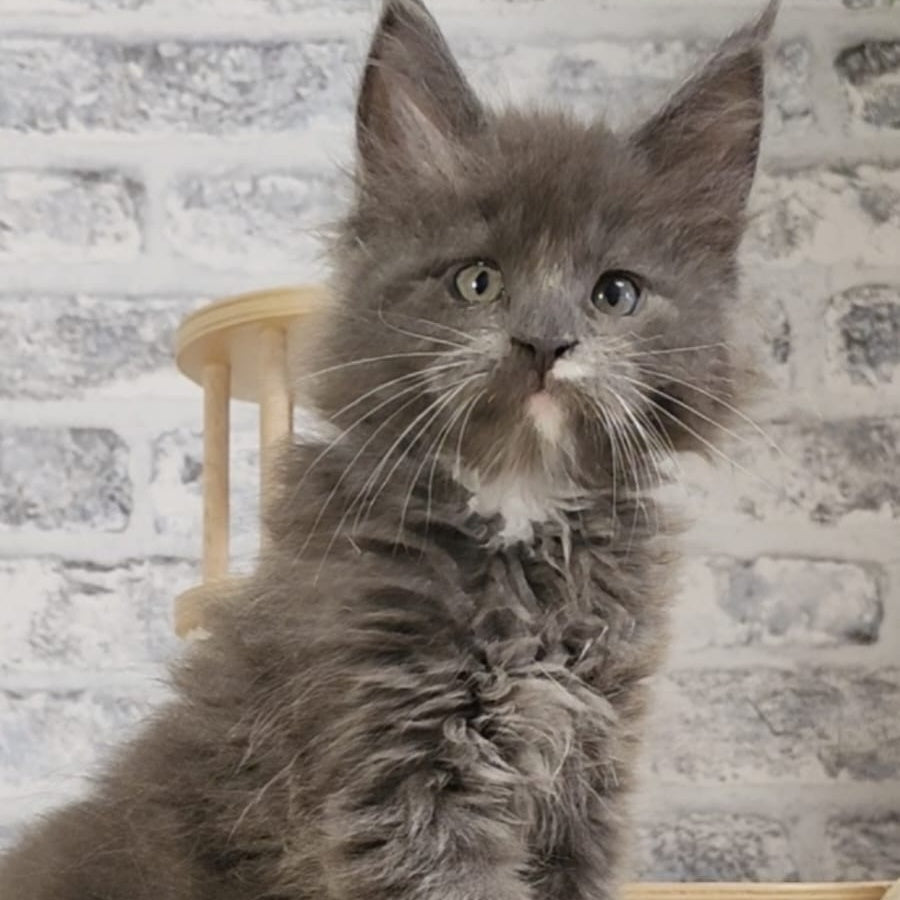 Candy Maine Coon female, blue with white