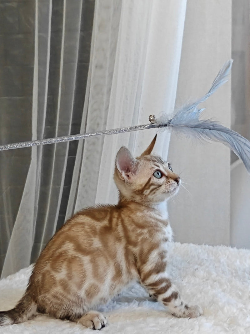 Helen Bengal female black spotted tabby pointed - live animals
