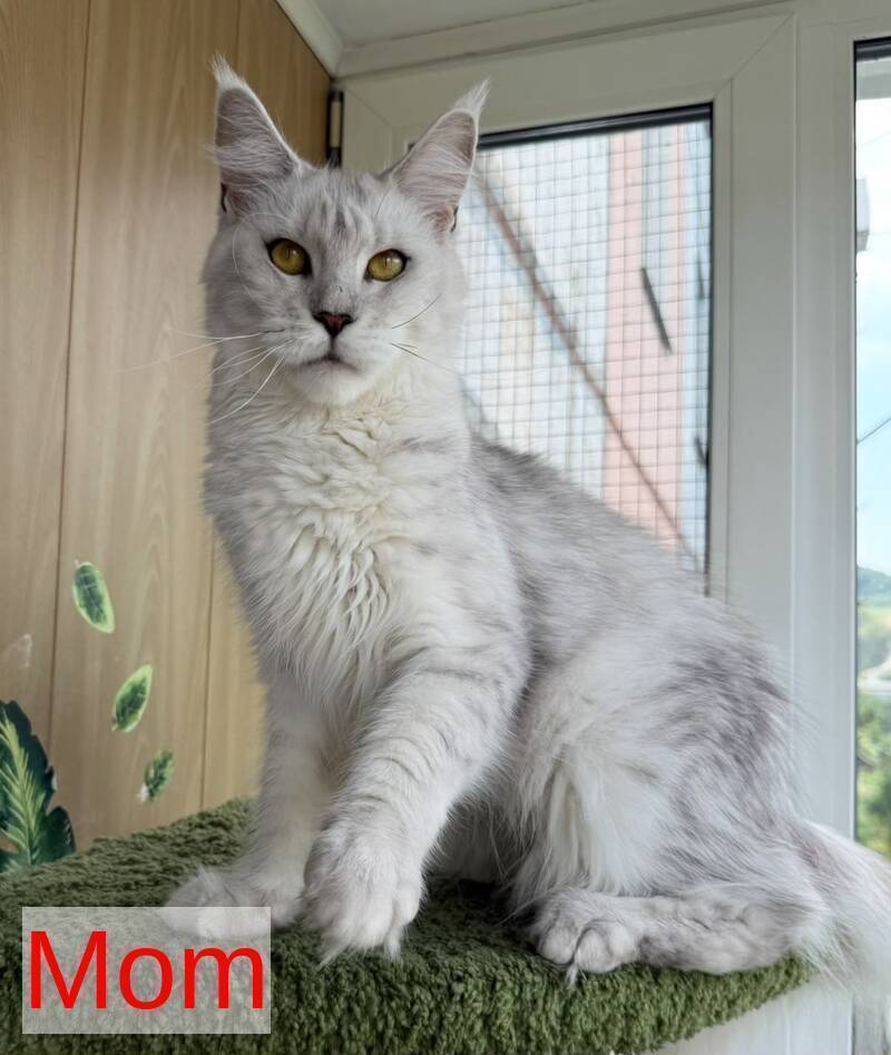 Aquarius Maine Coon polydactyl male, black silver