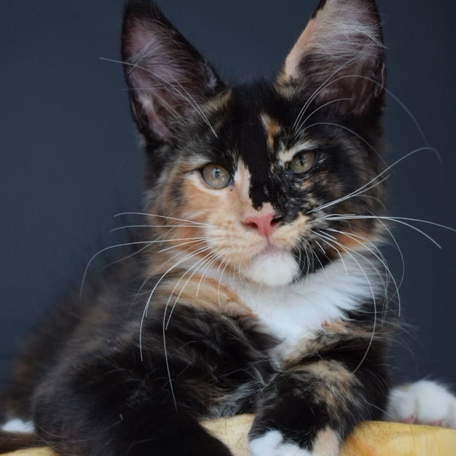Diadema Maine Coon female, black tortie bicolour