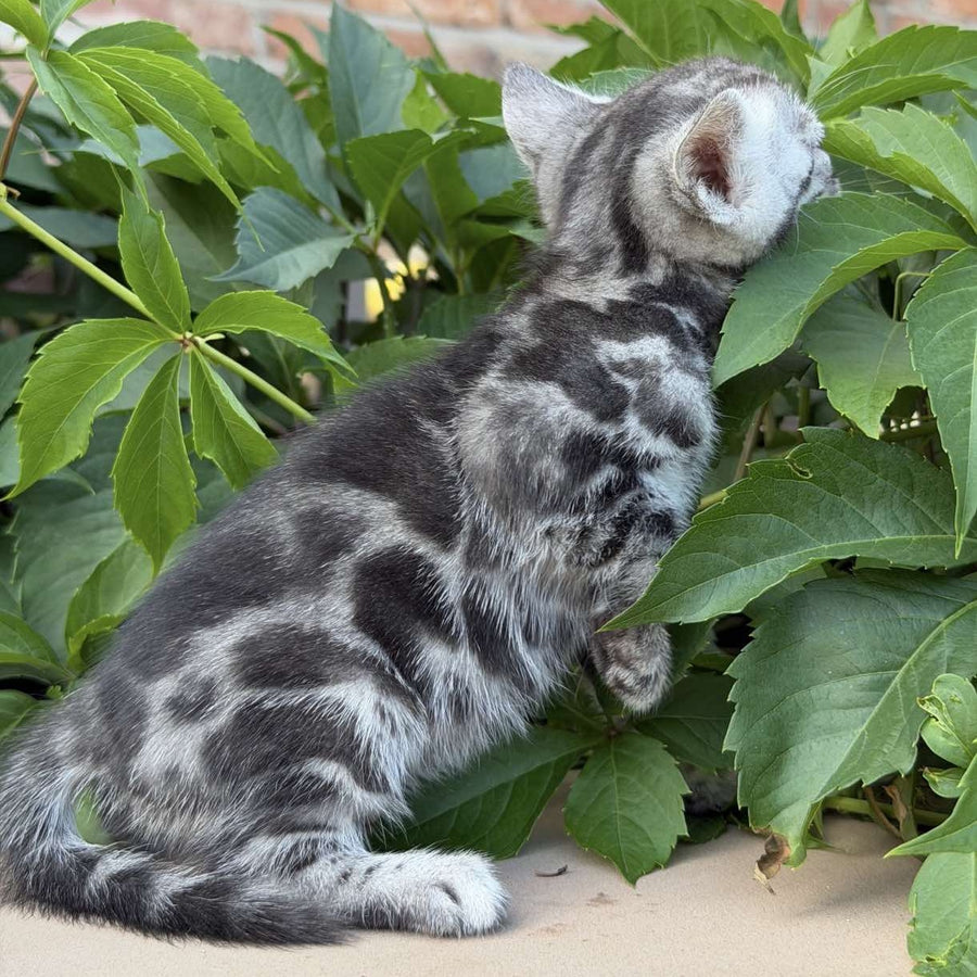 Celine Bengal female, black silver spotted tabby
