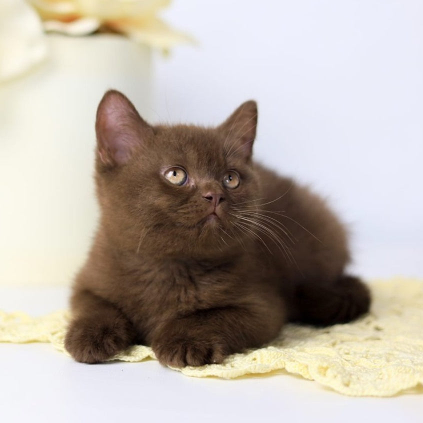 Yahont British Shorthair male, chocolate