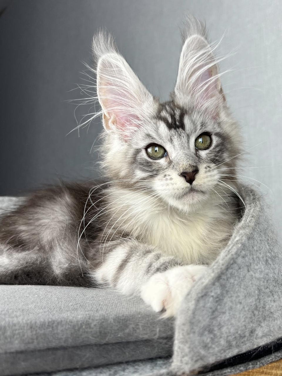 Lovejoy Maine Coon male black silver tabby with white live animals