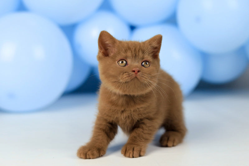 Zachar British Shorthair male, cinnamon